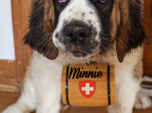 Long Haired St. Bernard