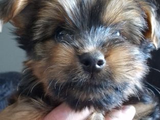 Fullbreed Miniature Yorkshire terrier pups