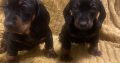 Dachshund Ikc (pending)