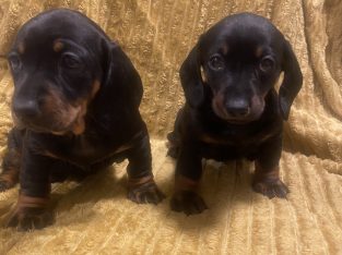 Dachshund Ikc (pending)