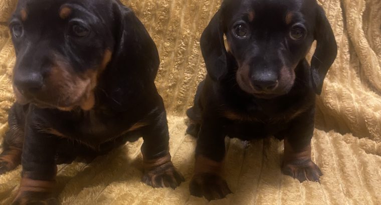 Dachshund Ikc (pending)