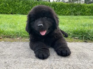IKC Registered Newfoundland Pups