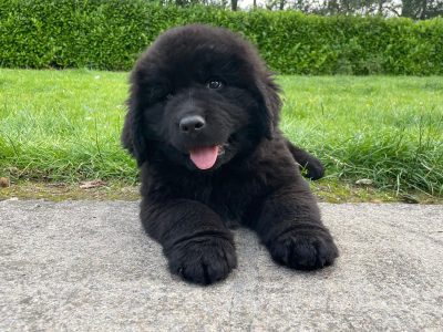 IKC Registered Newfoundland Pups