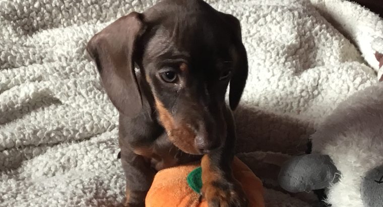 Pra clear minature dachshund