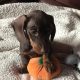 Pra clear minature dachshund