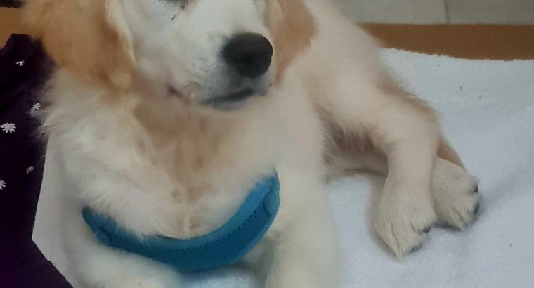 Golden Retriever Puppies in Macroom