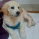 Golden Retriever Puppies in Macroom