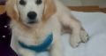 Golden Retriever Puppies in Macroom