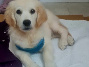 Golden retriever