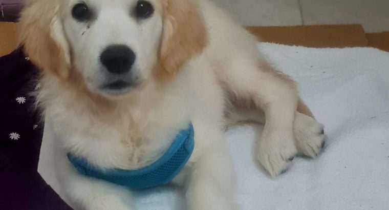 Golden Retriever Puppies in Macroom