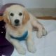 Golden Retriever Puppies in Macroom