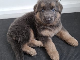 Pure German Shepard