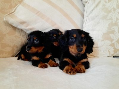 Long Haired Dachshund Puppies in Swords