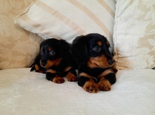 Long haired dachshund puppys