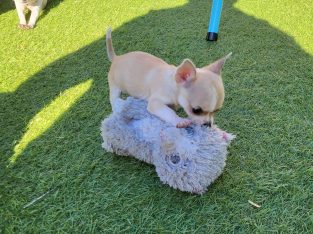 Chihuahua
