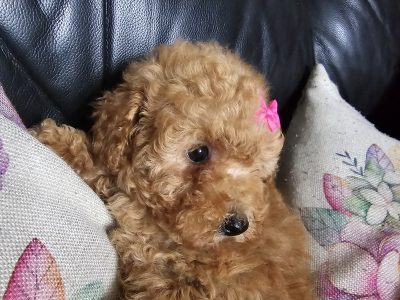 Toy Poodle Puppies for Sale in Sligo