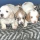 Longhaired dachshund puppies