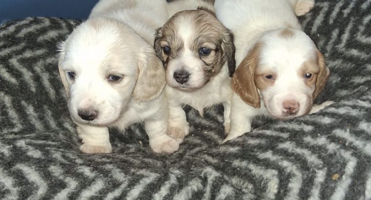 Longhaired dachshund puppies