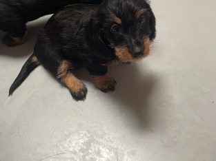 Dachshund Puppies for Sale in Newbridge