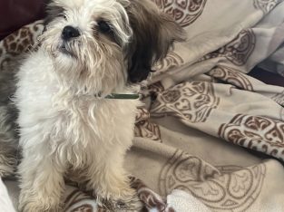 Female shih tzu