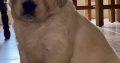 Golden Retriever Puppies for Sale in Mayo