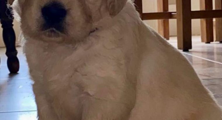 Golden Retriever Puppies for Sale in Mayo