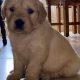 Golden Retriever Puppies for Sale in Mayo