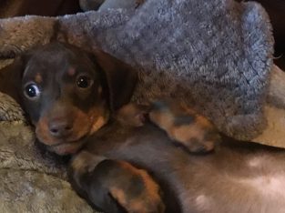 Pra clear minature dachshund