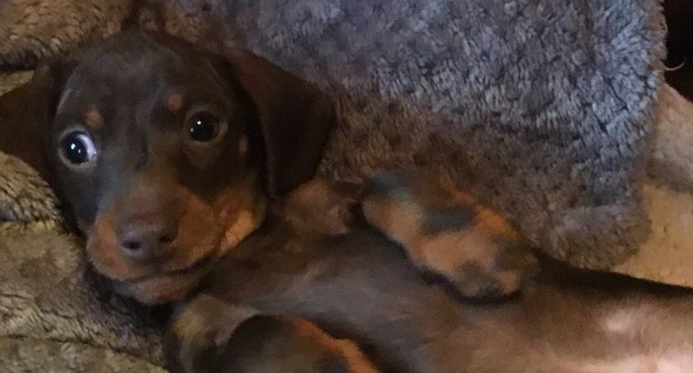 Pra clear minature dachshund