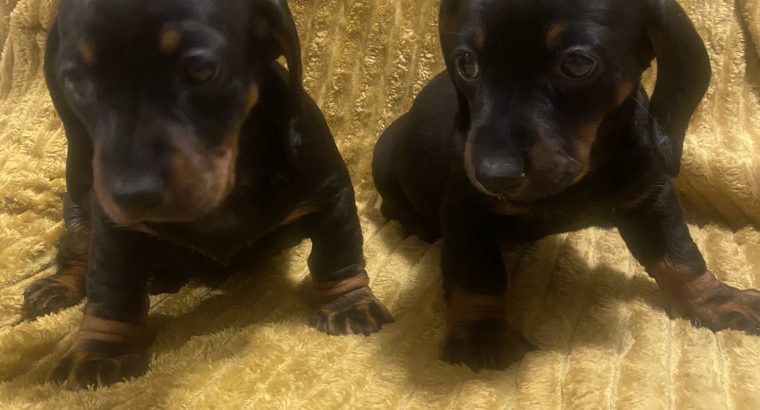 Dachshund Ikc (pending)