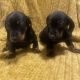 Dachshund Ikc (pending)