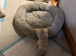 West Highland Terriers