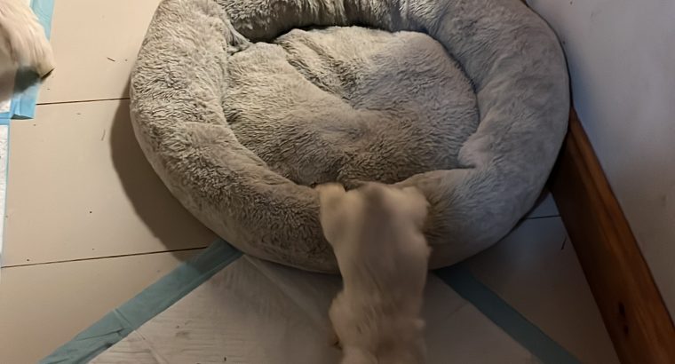 West Highland Terriers