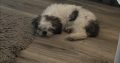 Female shih tzu