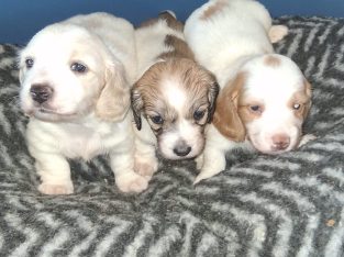 Longhaired dachshund puppies