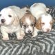 Longhaired dachshund puppies