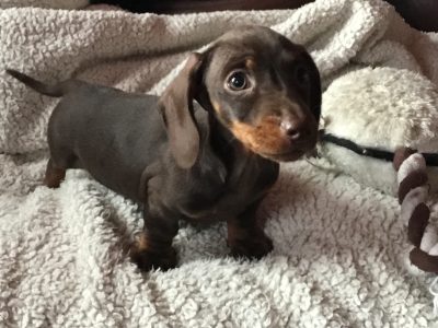 Pra clear minature dachshund