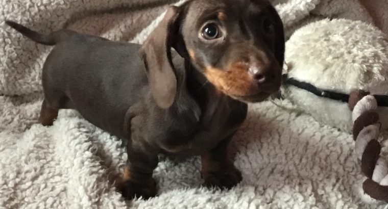 Pra clear minature dachshund