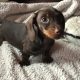 Pra clear minature dachshund
