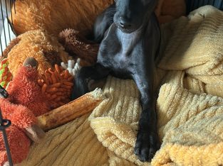 Italian Greyhound puppy