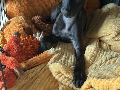 Italian Greyhound puppy