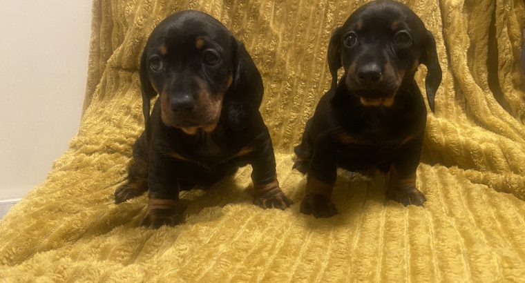 Dachshund Ikc (pending)
