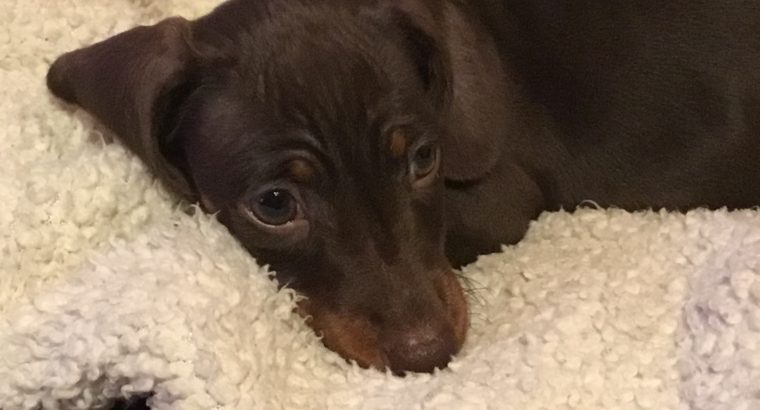 Pra clear minature dachshund