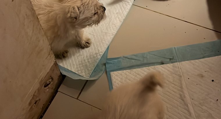 West Highland Terriers