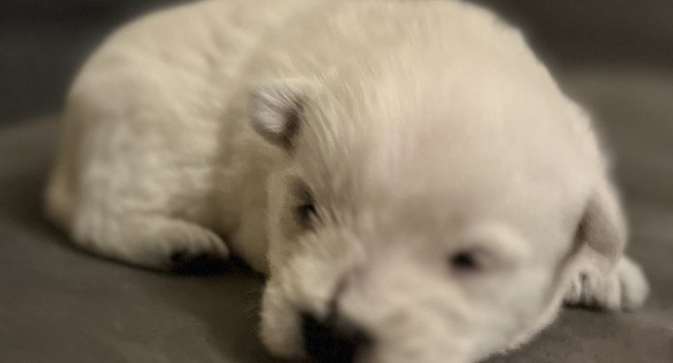 West Highland Terriers