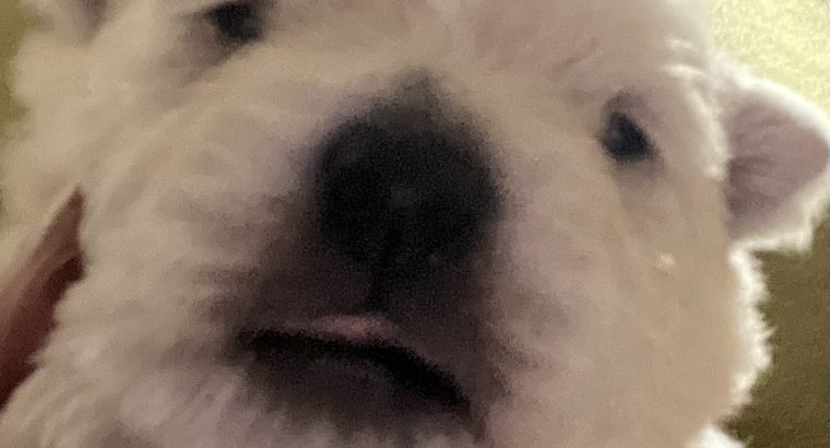 West Highland Terriers