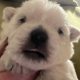 West Highland Terriers
