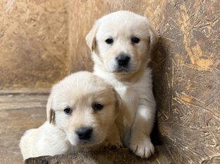Golden Retriever x Golden Labrador for sale