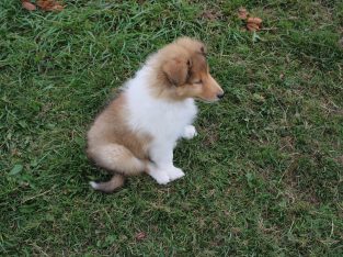 IKC Registered Rough Collie Puppies