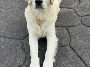 Golden Retriever in North Dublin – Friendly Family Pet
